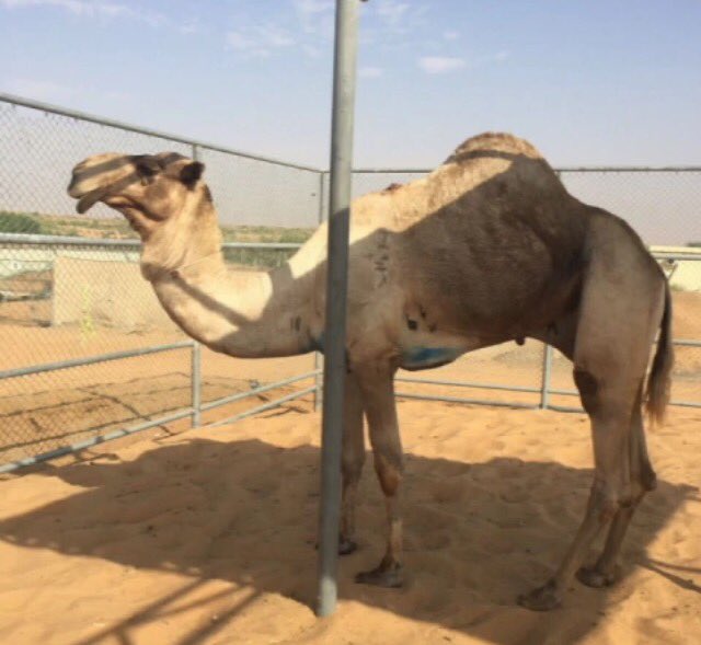 hajasn's tweet photo. شاهين دغاش بعير هجن العاصفة https://t.co/hIz1qao5WW