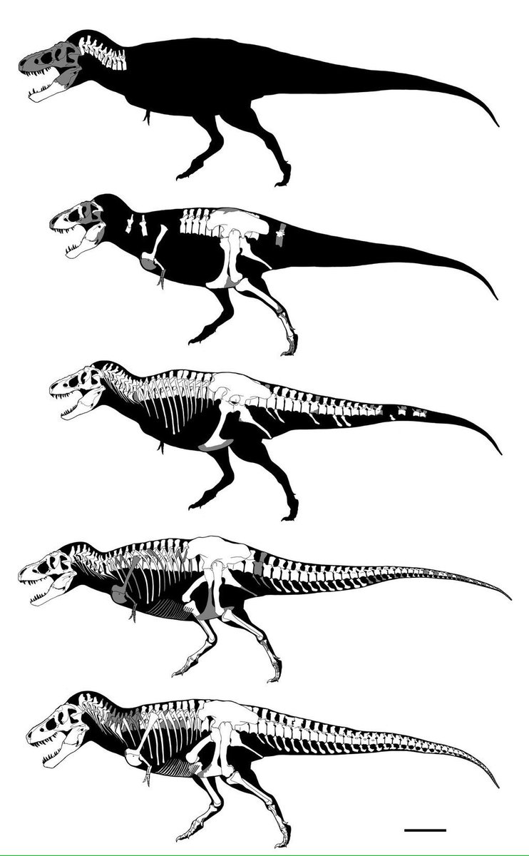 らえらぷす ジュラルc Yamamotoyama555 ティラノサウルス骨格図です T Co Ub6jwycx4k