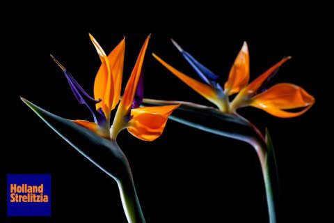 Back in town; morgen voeren wij weer Strelitzia's aan bij @RondomKlokEelde #bloemistenklok. Wij hebben er zin in!