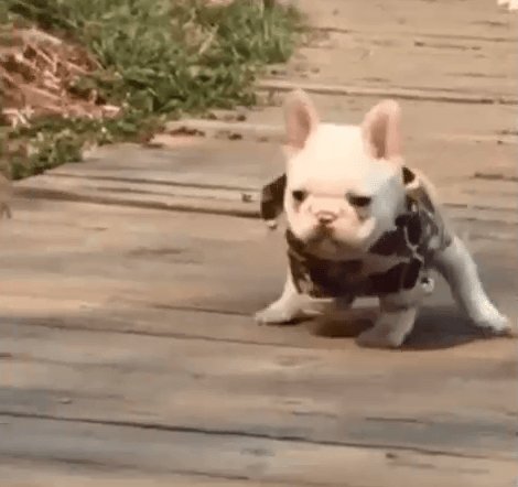 High Speed Frenchie frenchbulldogfanclub.com/frenchie-weari…