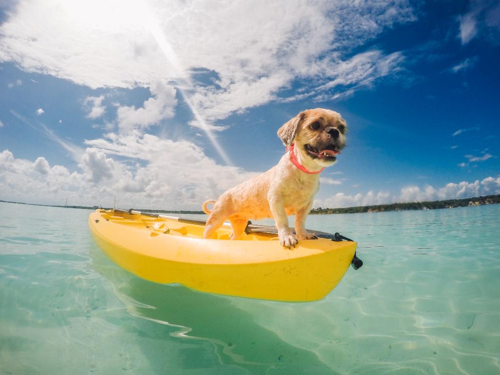 Photo of the Day! Maritere Cabrero's #🐶 is ready for a humpday splash! #GoPro #GoProTravel
