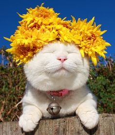 CutePets0's tweet photo. I take care of my #flowers and my #cats. And enjoy food. And that's living. 
#Ursula_Andress https://t.co/VpurwPTOqh