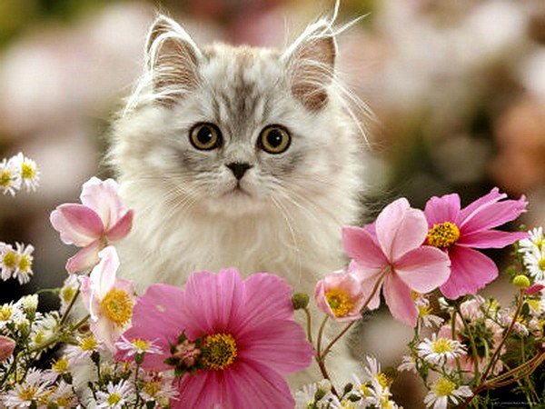 CutePets0's tweet photo. I take care of my #flowers and my #cats. And enjoy food. And that's living. 
#Ursula_Andress https://t.co/VpurwPTOqh