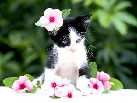 CutePets0's tweet photo. #Are_you_crazy??
You think.. 
#I_m_in_love https://t.co/Vv5DNylhnn