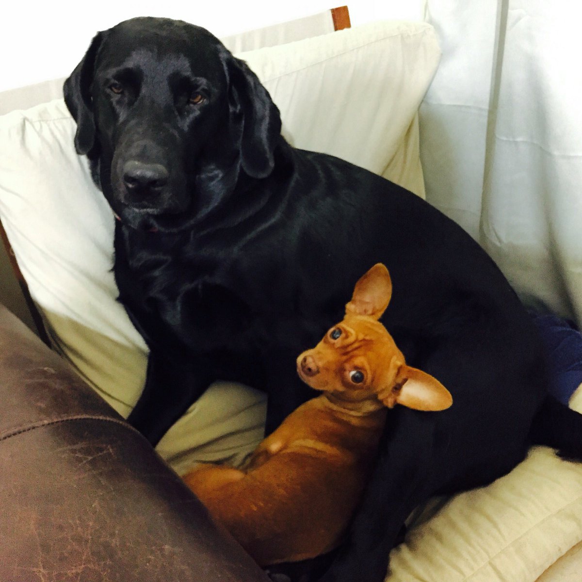 dogs_dig's tweet photo. #FridaBandita snuggling with her friend #BoyDog! #DogsDig #DailyDog #DogOfTheDay #DogsOfTwitter #BlackLab #Labrador https://t.co/rqOkQlNPpF