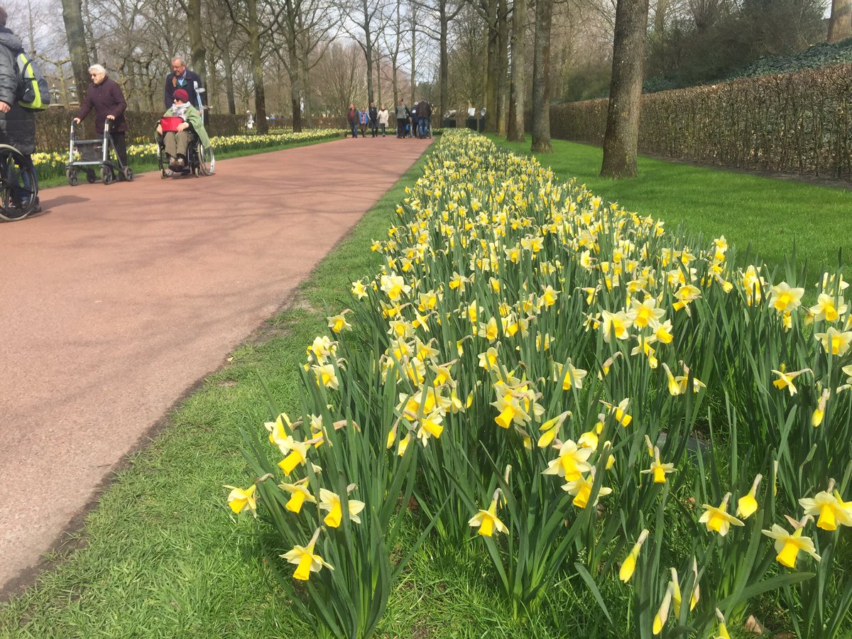 Daffodil Golden Echo on the Keukenhof, coming back every year, for the second year on a row after planting!!!!