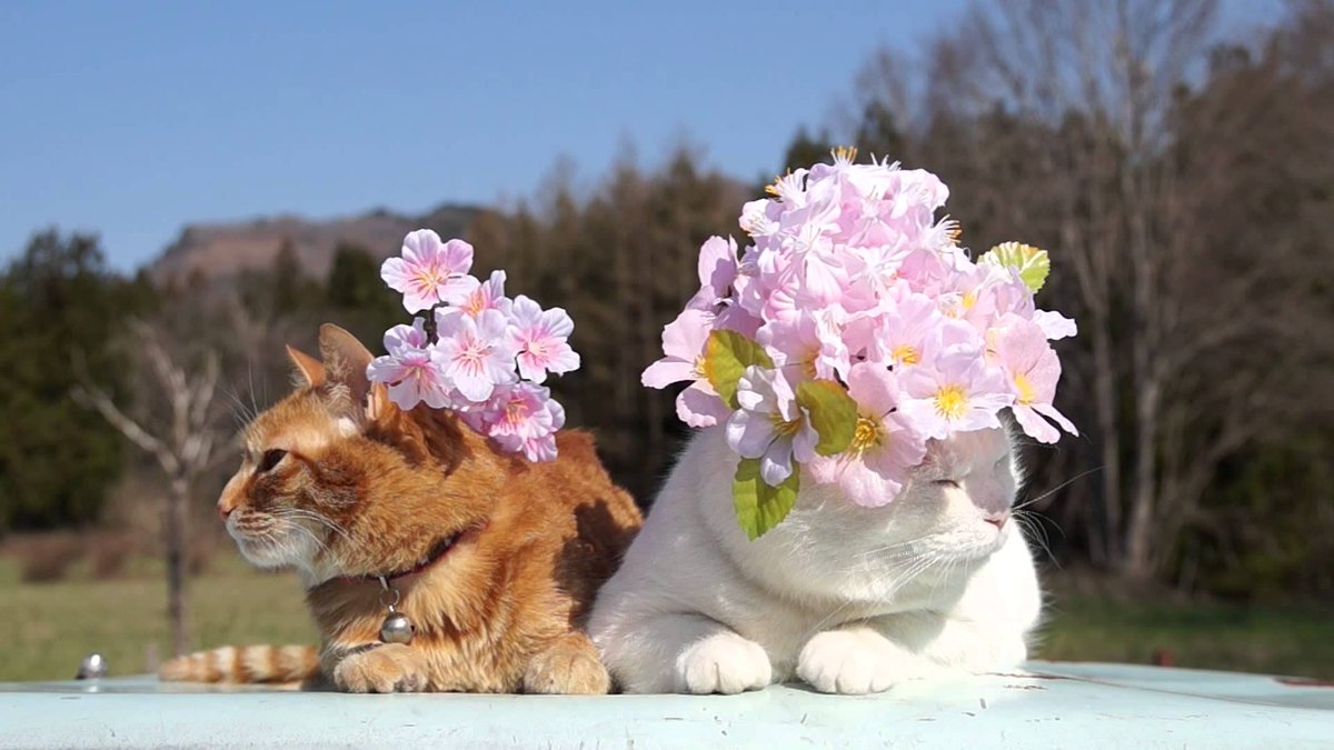 CutePets0's tweet photo. #Handsome_prince with #Beautiful_princess https://t.co/uCLz7DCj26