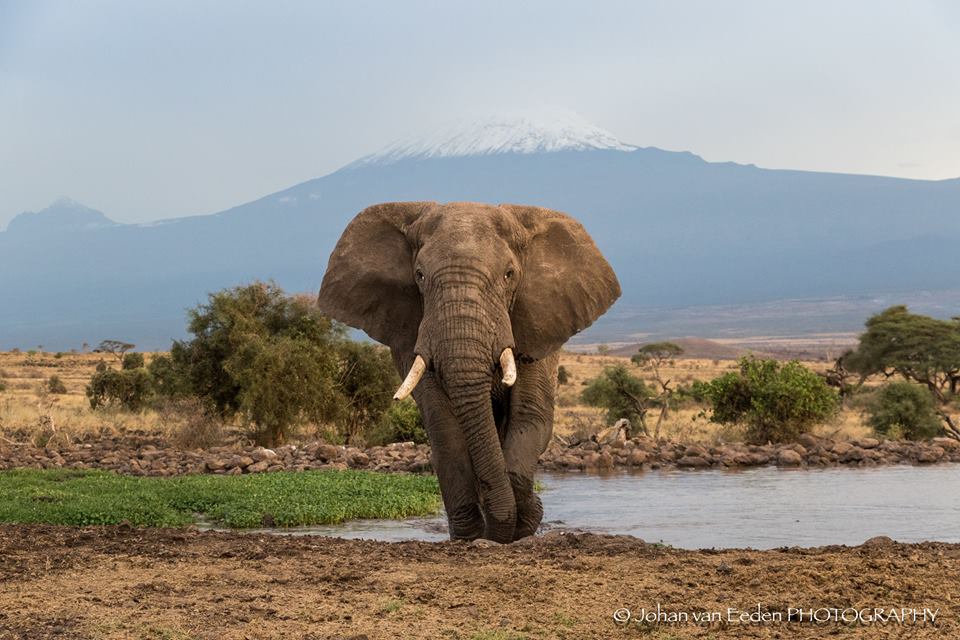 tortiliscamp's tweet photo. Perfect day for an iconic Amboseli shot: Mt Kili behind &amp; an ele herd approaching camp #elephant #amboseli #tortilis https://t.co/jhmPZb68Iw