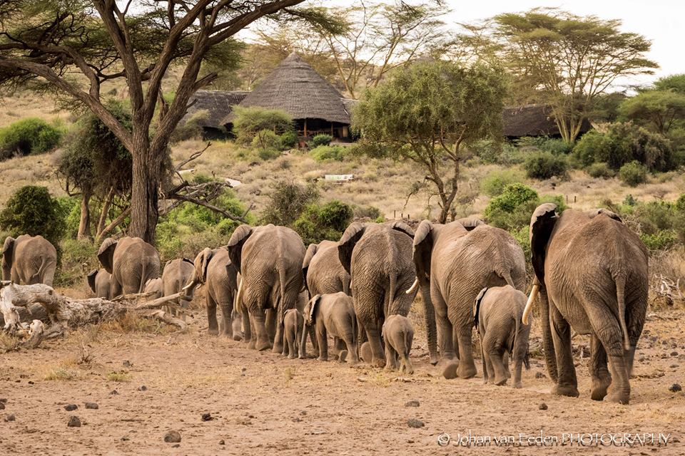 tortiliscamp's tweet photo. Perfect day for an iconic Amboseli shot: Mt Kili behind &amp; an ele herd approaching camp #elephant #amboseli #tortilis https://t.co/jhmPZb68Iw