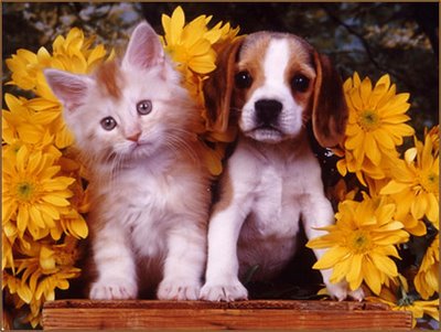 CutePets0's tweet photo. Do you #love_cat or #dog ?? https://t.co/2og7IMSQhc