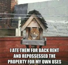 ShadowProp's tweet image. My property manager could learn a lot from that cat #realestate #realestateinvesting