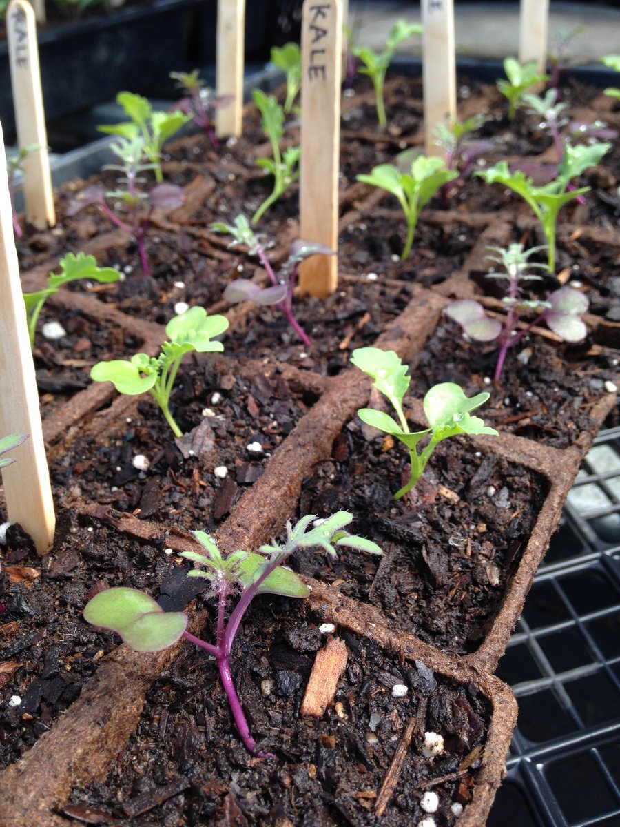 Boundless Roots Farm tweet media