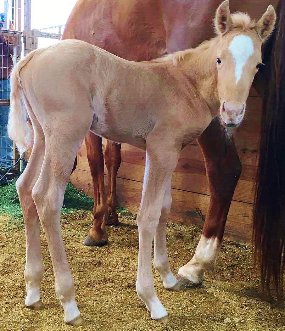 SilverSpursOK's tweet photo. Latest addition to the ranch! Palomino colt by #WimpysLittleStep x FS Smart Doc Chic https://t.co/iwFFid1JeV
