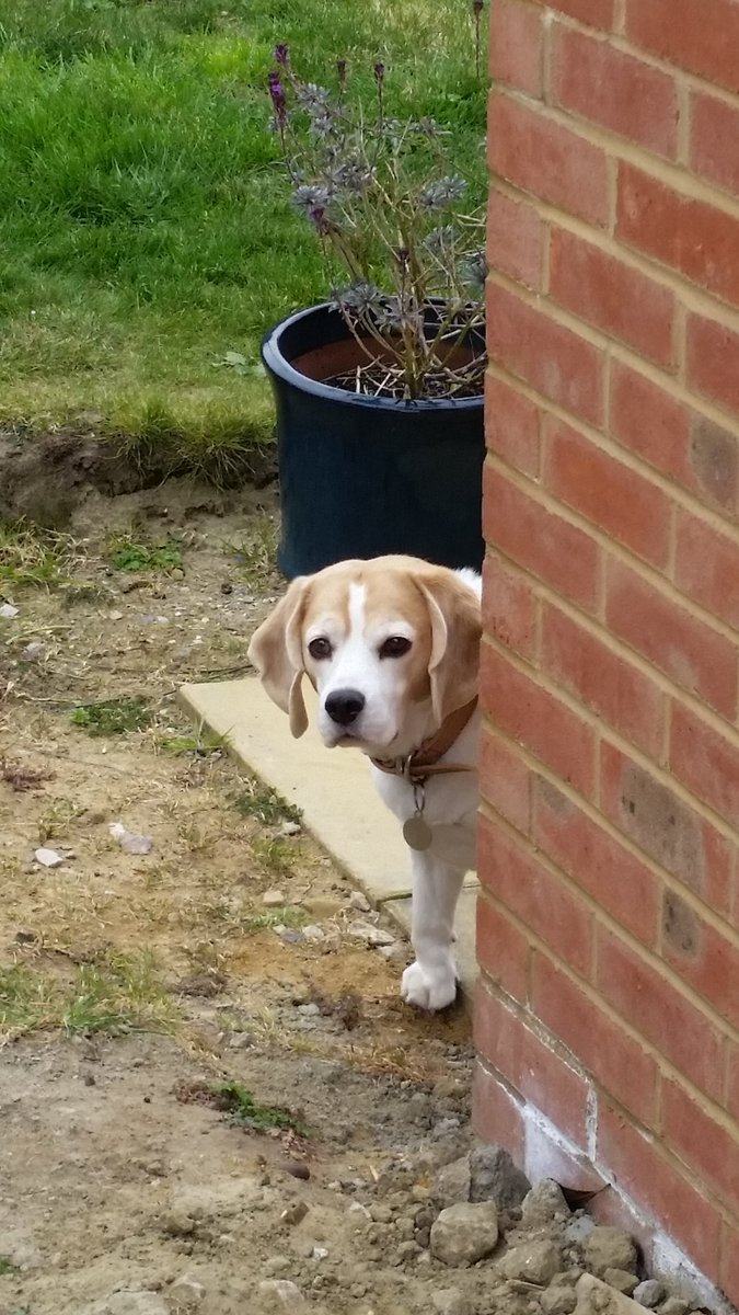 The beagle returns.......I'm back chums!!