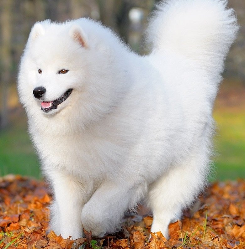 CutePets0's tweet photo. Do you #Loves #white_tiger or #White_dog ? :) https://t.co/Pvs0TkyDV0