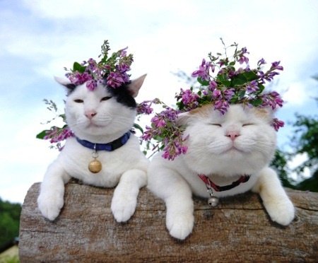 CutePets0's tweet photo. Her attitude is based on #my_love :D
#Love_you_so_much_kitty https://t.co/zsfGkVyETK