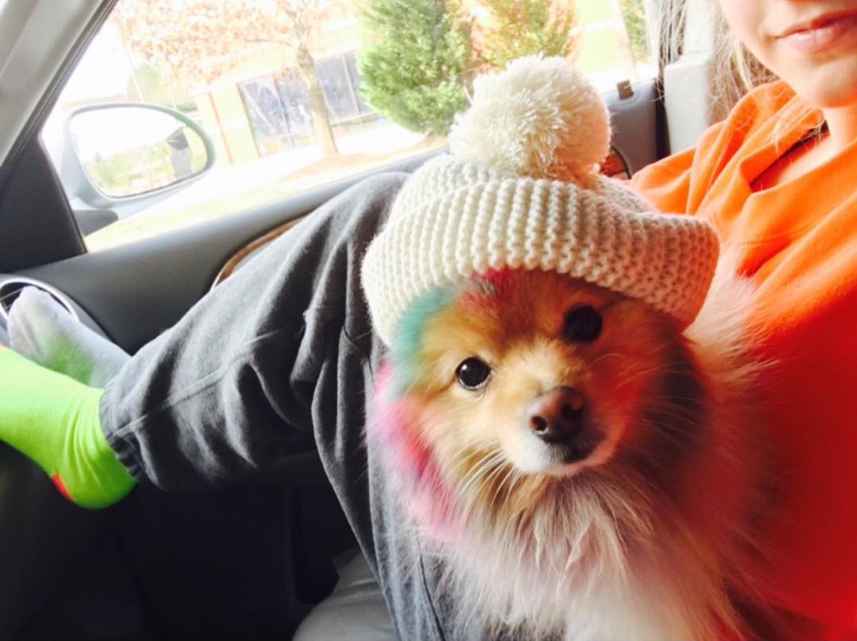 jovithepom's tweet image. i wear @colbysashaa's beanie better than she does 😜
