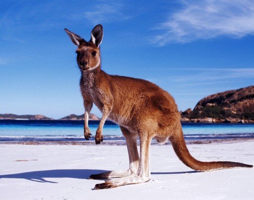 YouMeTravel's tweet photo. Op 4 juni een avond om je te laten informeren over #Australië. Interesse? mail ons you.me@travelcompany.nl https://t.co/vXrAP9Mr7p