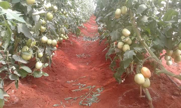 DMConnectiz's tweet photo. Nitzan's hands-on discussion on making of #sprayprogramme for #Tomatoes.@Pascalule @lanek_walter @seedsgold https://t.co/DiWwii73xS