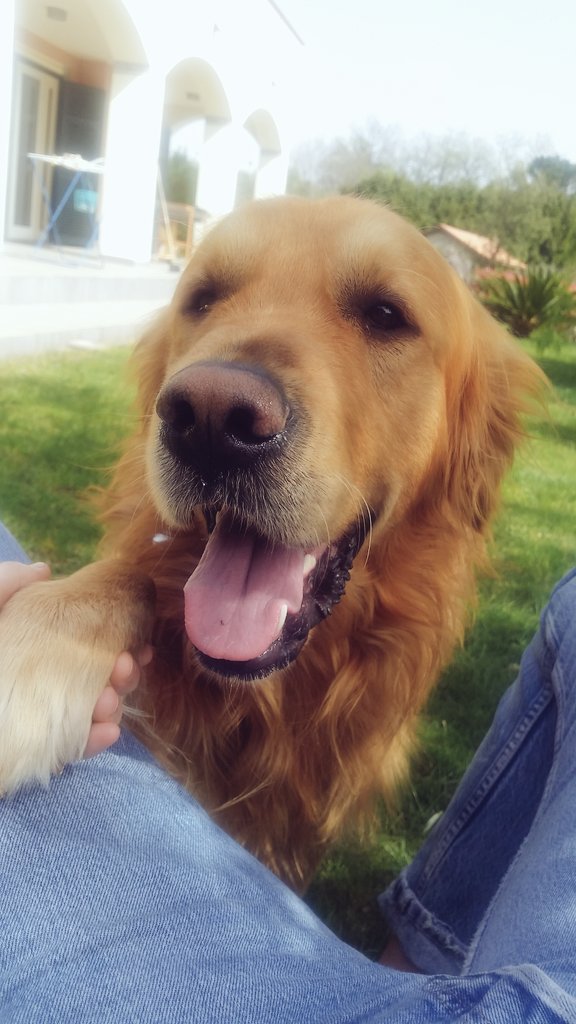 Lucrewhite's tweet photo. Ehi tu💜 
#mystupidlove 
#goldenretriever 
#Togo https://t.co/dmhisoYzGe