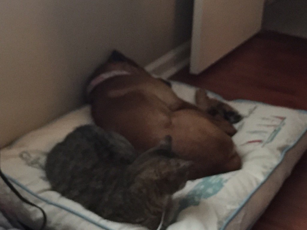 ncpumpguy's tweet photo. Friends for sure!! https://t.co/czZVTJNx8u