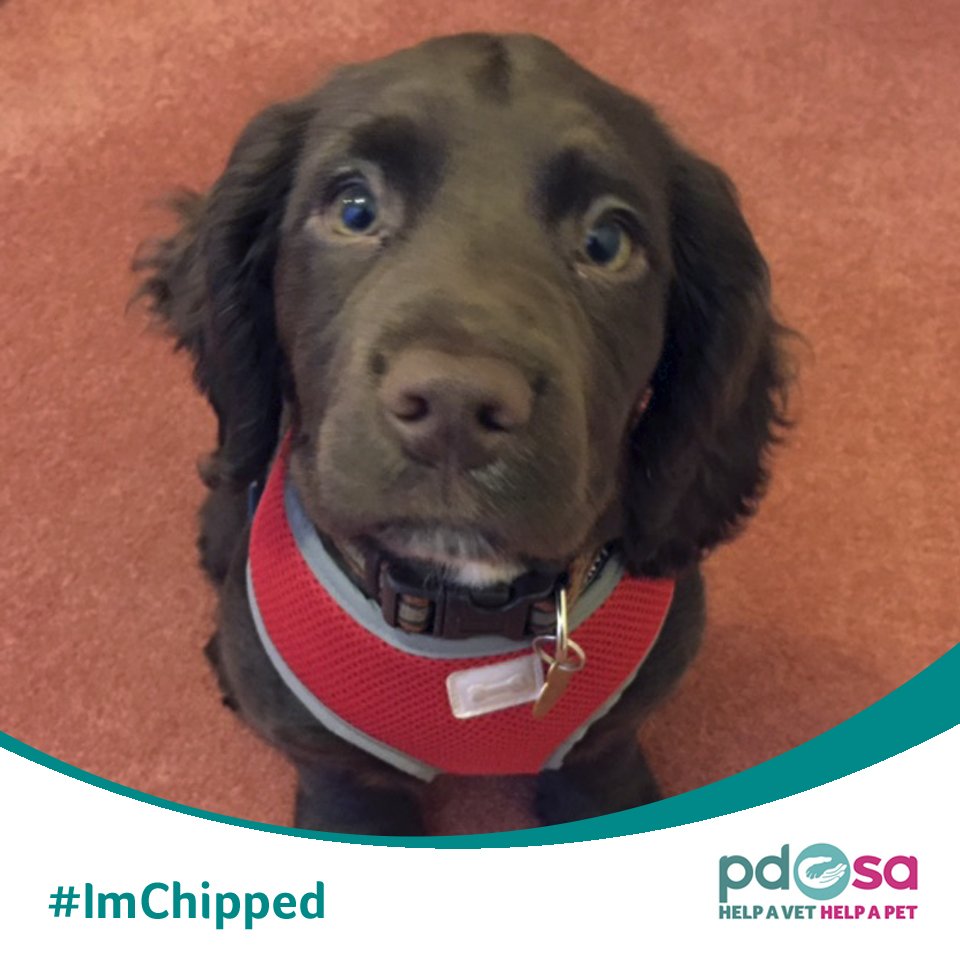 PDSA_HQ's tweet photo. From today UK dogs need to be microchipped by law. Can you help raise awareness? Share pic of your dog &amp; #ImChipped https://t.co/0sv7jCVYIw