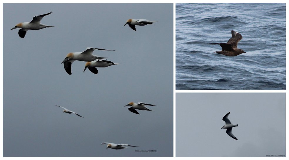 MarineInst's tweet photo. 1st time seabirder, Michael's blog #BWAS16 #RVCelticExplorer #seabird https://t.co/P0GRpyU8GL @GJShark @nialltkeogh https://t.co/inJaoCtDDO