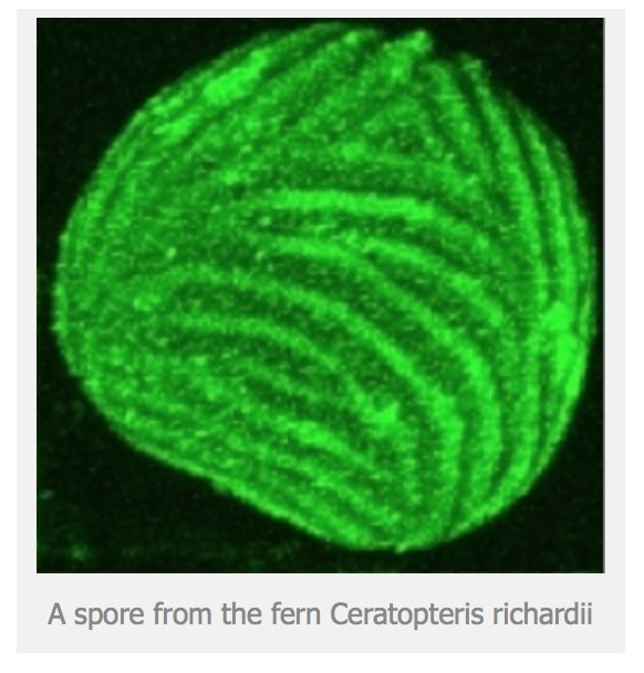 Maverix Biomics tweet media