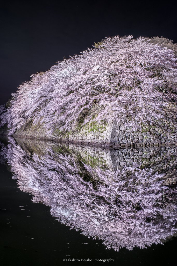 TakahiroBessho's tweet photo. 滋賀県が世界に誇る桜の絶景地、彦根城の夜桜、この数年で��高の状態で撮影出来ました。ほぼ無風、現実と幻想がわからなくなるほどの美しさです。

#桜 #春 #cherryblossoms https://t.co/wULc3gglTx