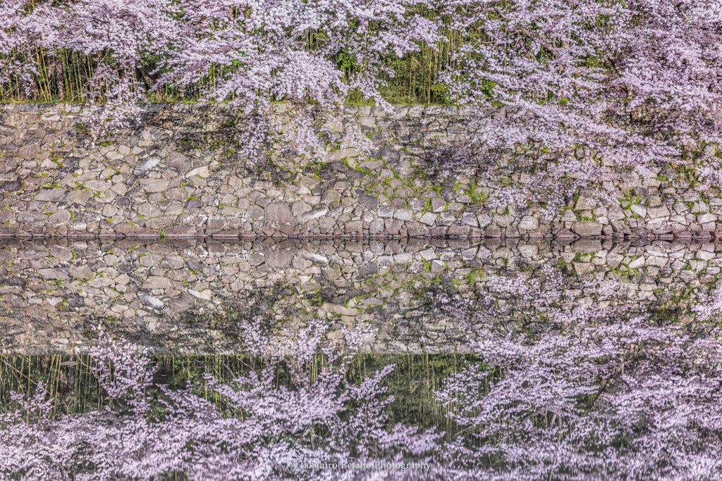 TakahiroBessho's tweet photo. 滋賀県が世界に誇る桜の絶景地、彦根城の夜桜、この数年で��高の状態で撮影出来ました。ほぼ無風、現実と幻想がわからなくなるほどの美しさです。

#桜 #春 #cherryblossoms https://t.co/wULc3gglTx