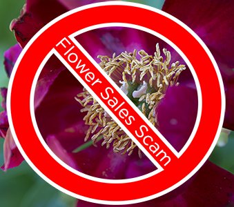 FanshaweCollege's tweet photo. Flower seller from Fanshawe at your door? This is not a Fanshawe staff or student. #ldnont #flowerscam https://t.co/8AtPzLqard