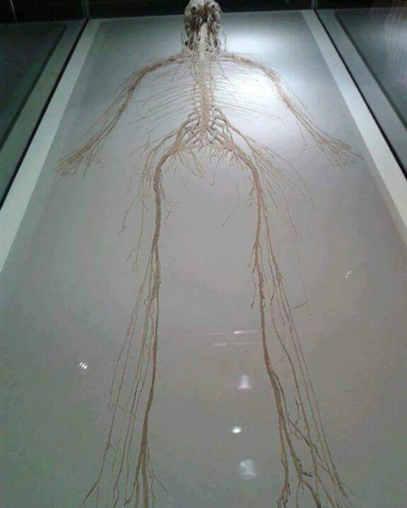 GP_MBBS's tweet photo. الجهاز العصبي المركزي #CNS 
والجهاز العصبي الطرفي #PNS 

#فضفضة_طبيب https://t.co/iZauMV4FxE