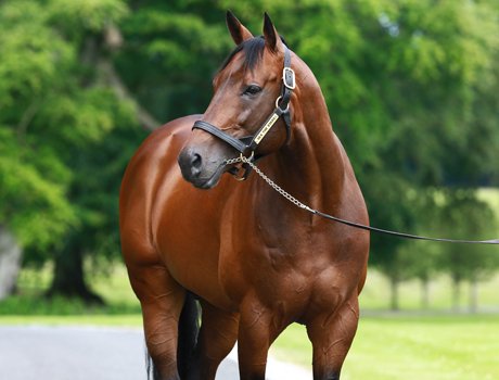 AgaKhanStuds's tweet photo. Happy birthday to our talented stallion @seathestars who turned 10 today ! #MultipleG1winner #MultipleG1sire https://t.co/4Zsw2gyjTn