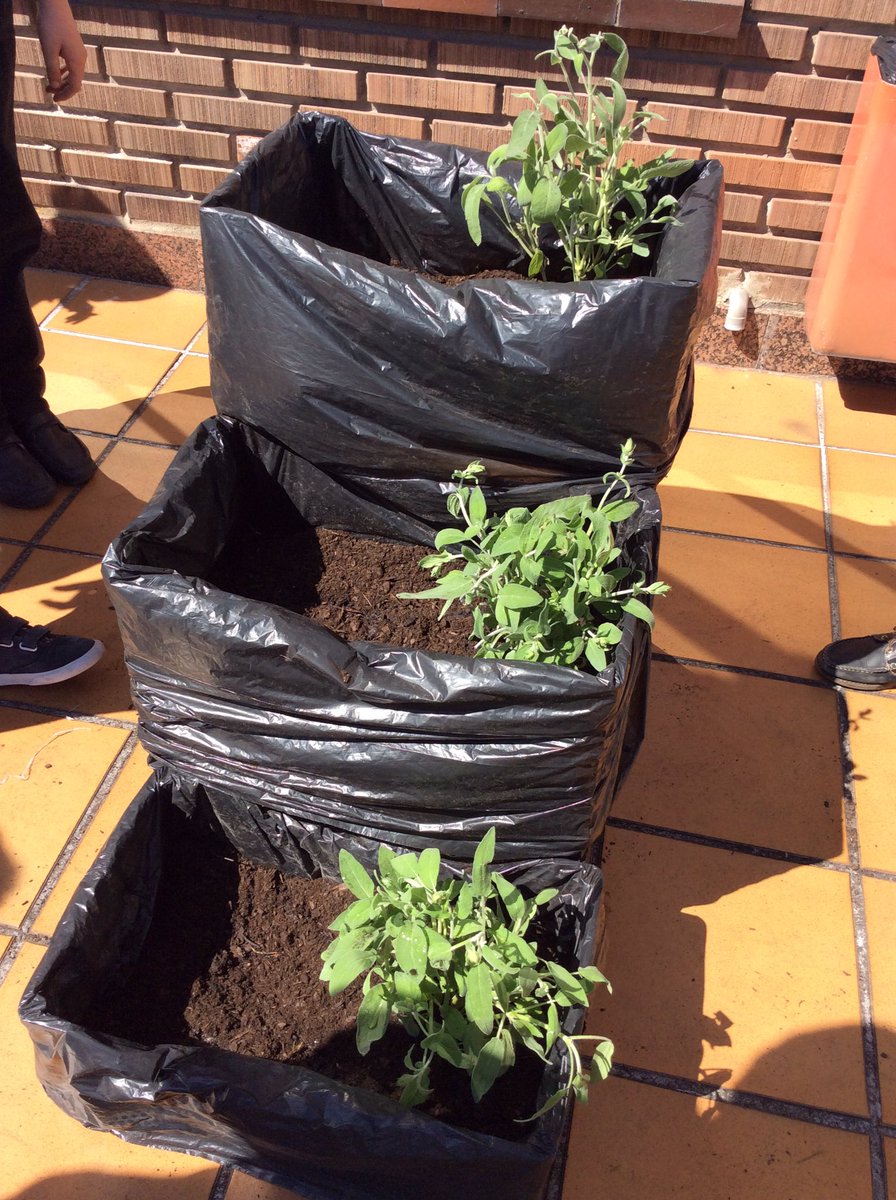 2ESOAUSEVA's tweet photo. Este año estrenamos nuevo diseño #ABPAuseva #HuertoAuseva #compostelaenruta https://t.co/hYgnuuiibl