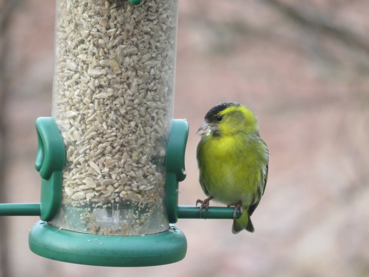 durneymouse's tweet image. Feeders at Goshen Farm Steading. Lssr Redpoll, Siskin and Mallards!!! @LTNBirdNews @birdinglothian