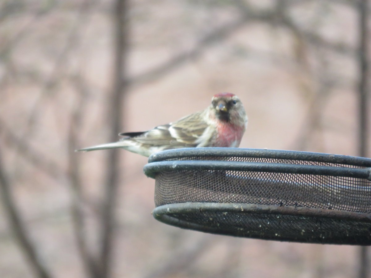 durneymouse's tweet image. Feeders at Goshen Farm Steading. Lssr Redpoll, Siskin and Mallards!!! @LTNBirdNews @birdinglothian
