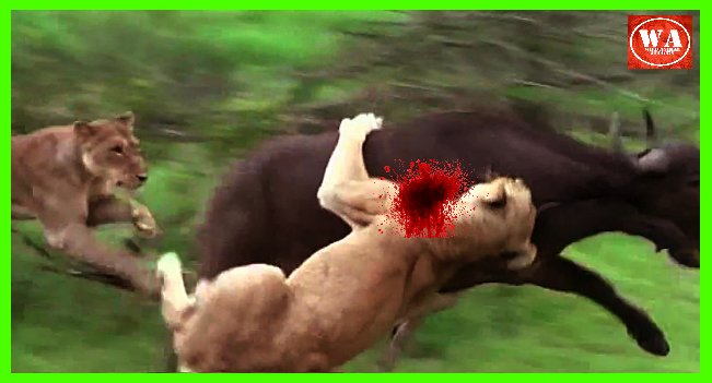 Wild Animal Attacks (@loss1weight) / Twitter Wild Animal Attacks (@loss1weight) / Twitter