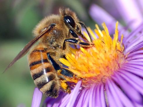 Algunas flores han evolucionado para resultar atractivas a las abejas y asi no puedan evitar acudir a ellas