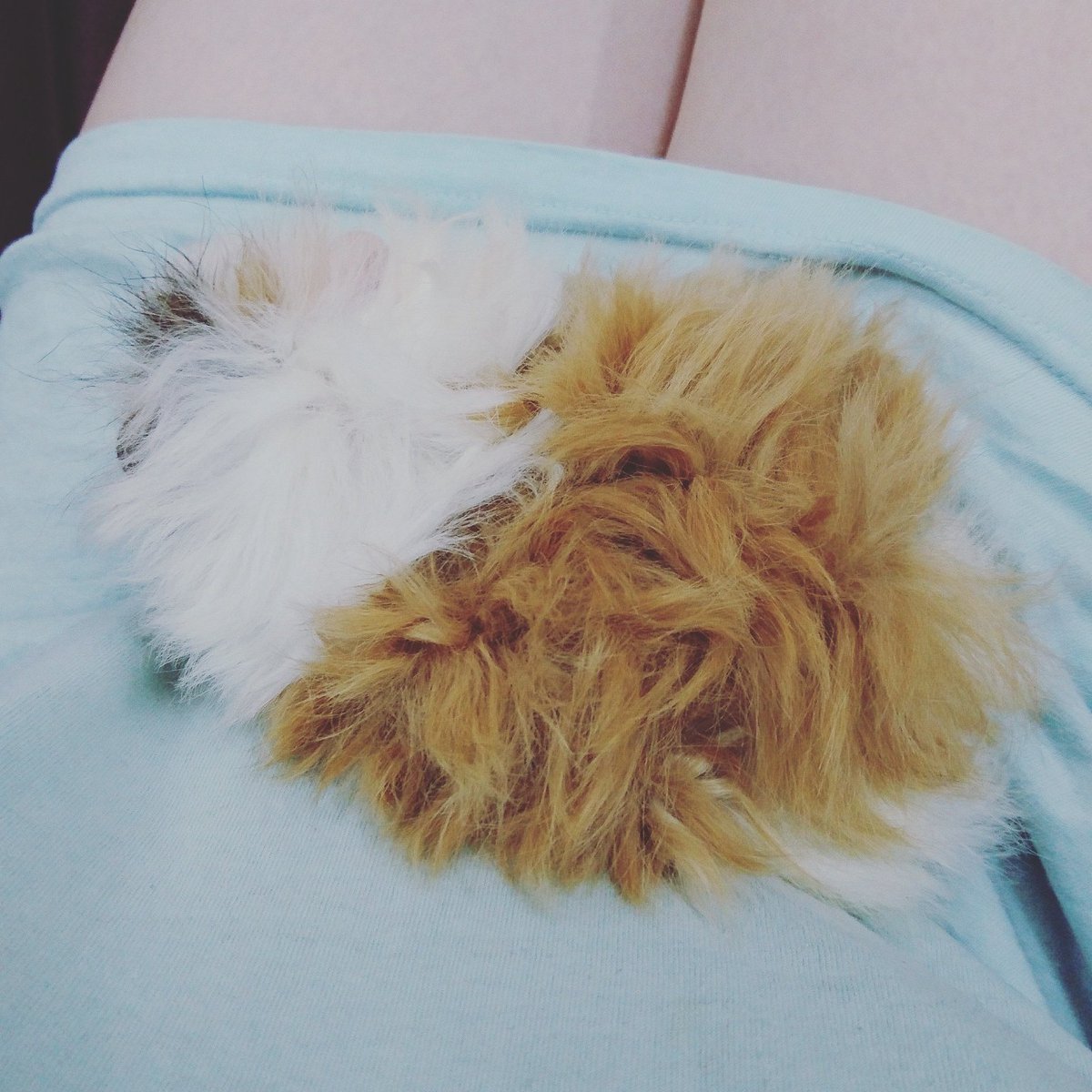 LisciaAuYong's tweet photo. Look at this fluffeh baby~ #afterabath #guineapig #pie https://t.co/pSgr16aOuj