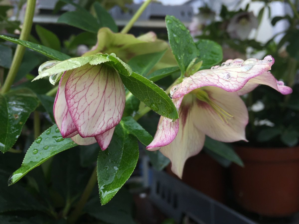 Helleborus werd gewassen in de regen.