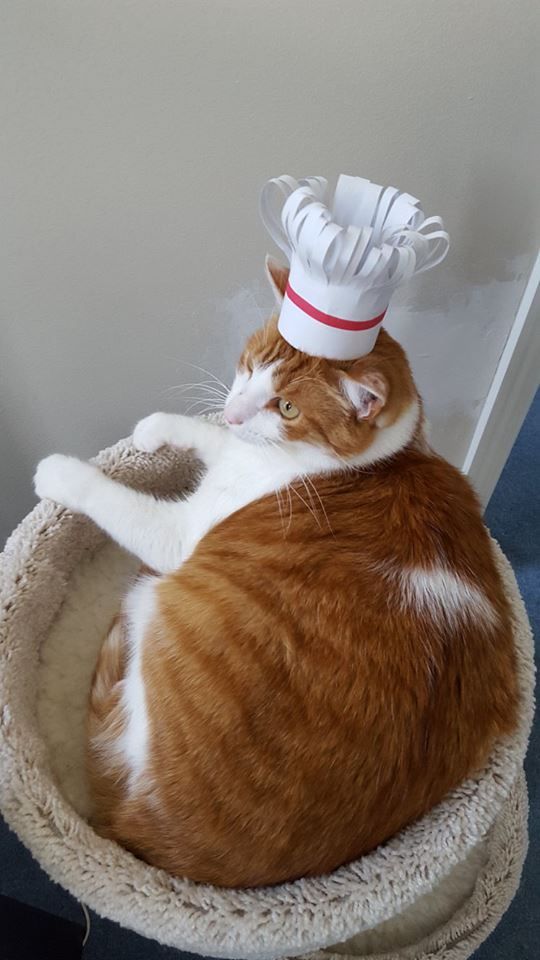 gailbrdnlibrary's tweet photo. The #book #TinyHatsOnCats has inspired GBPL #librarians to dress our own #cats! Check them out :)
#read #CatLife https://t.co/d3UycYLG7q