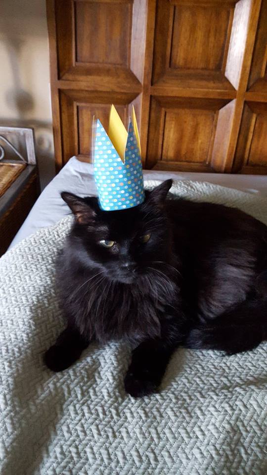gailbrdnlibrary's tweet photo. The #book #TinyHatsOnCats has inspired GBPL #librarians to dress our own #cats! Check them out :)
#read #CatLife https://t.co/d3UycYLG7q