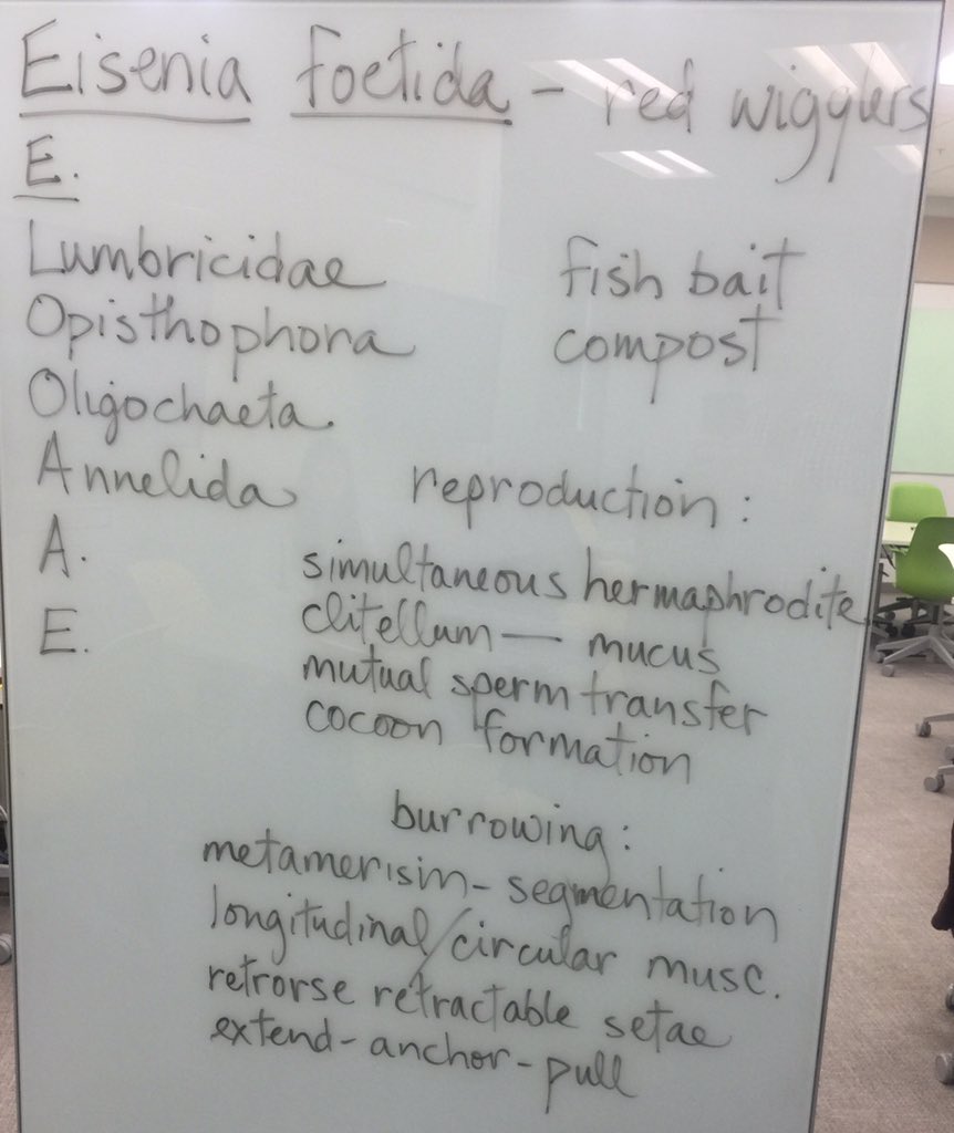 OrgOfTheDay's tweet image. #worms #part1of2