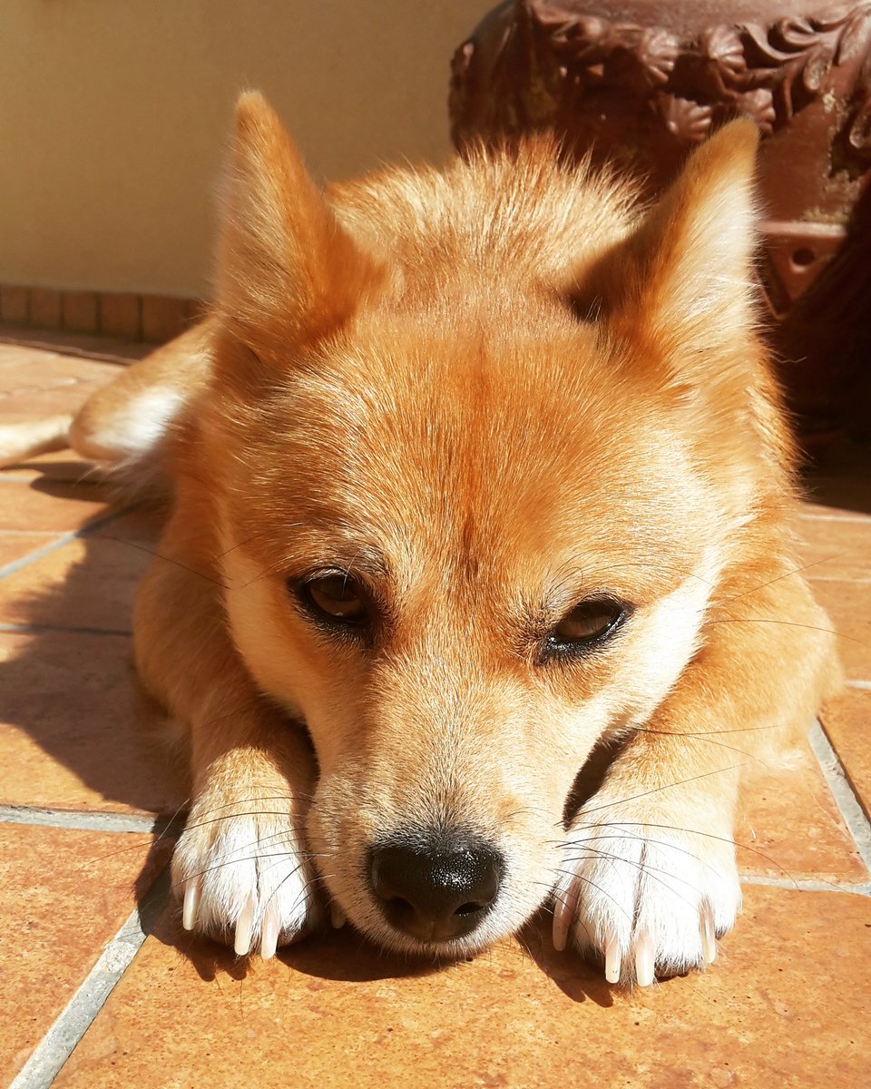 Cirri8's tweet photo. Love U. My little fox. https://t.co/bAOpzPKyRW