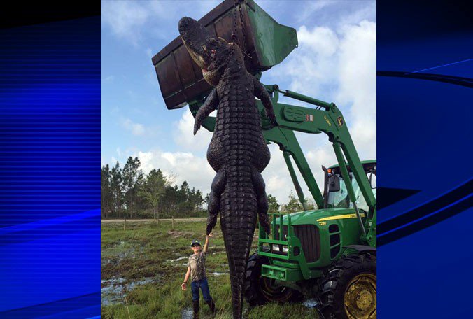 BN9's tweet photo. This, right here, is a pretty big alligator. It was captured in Okeechobee, #Florida. https://t.co/agKlEotPQy https://t.co/RuDuYRCSZR