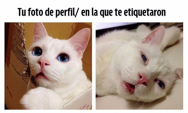 el_frigodedo's tweet photo. https://t.co/x5MuXEeL57