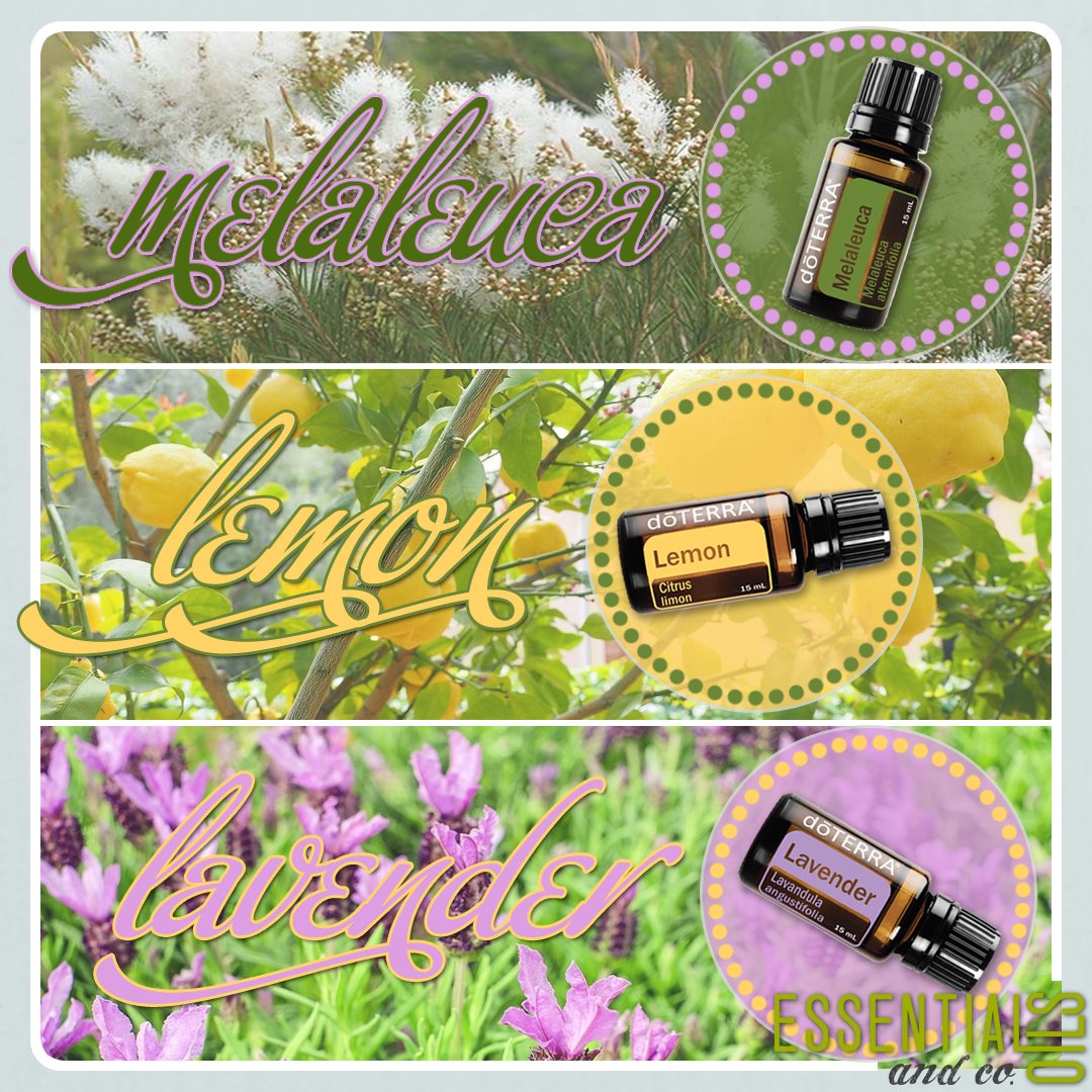 EO_and_Co's tweet photo. 3 amazing oils I use in my DIY facial serum: #Melaleuca #Lemon, &amp; #Lavender. See my FB page: https://t.co/dCoFe6QFXj https://t.co/gFdCdRSa9P