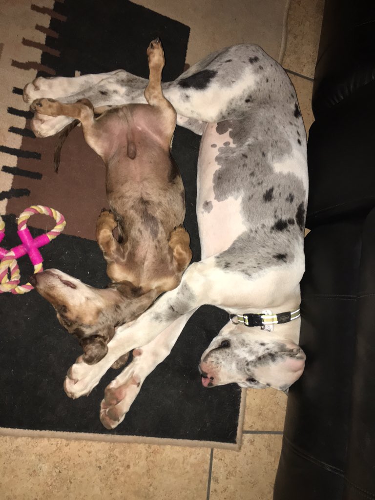 chirofs's tweet photo. @DJRogerGoode my puppies, the white one, a deaf great dane, and she's my hero!!! Most amazing soul. #inspiration https://t.co/7T73prqKns