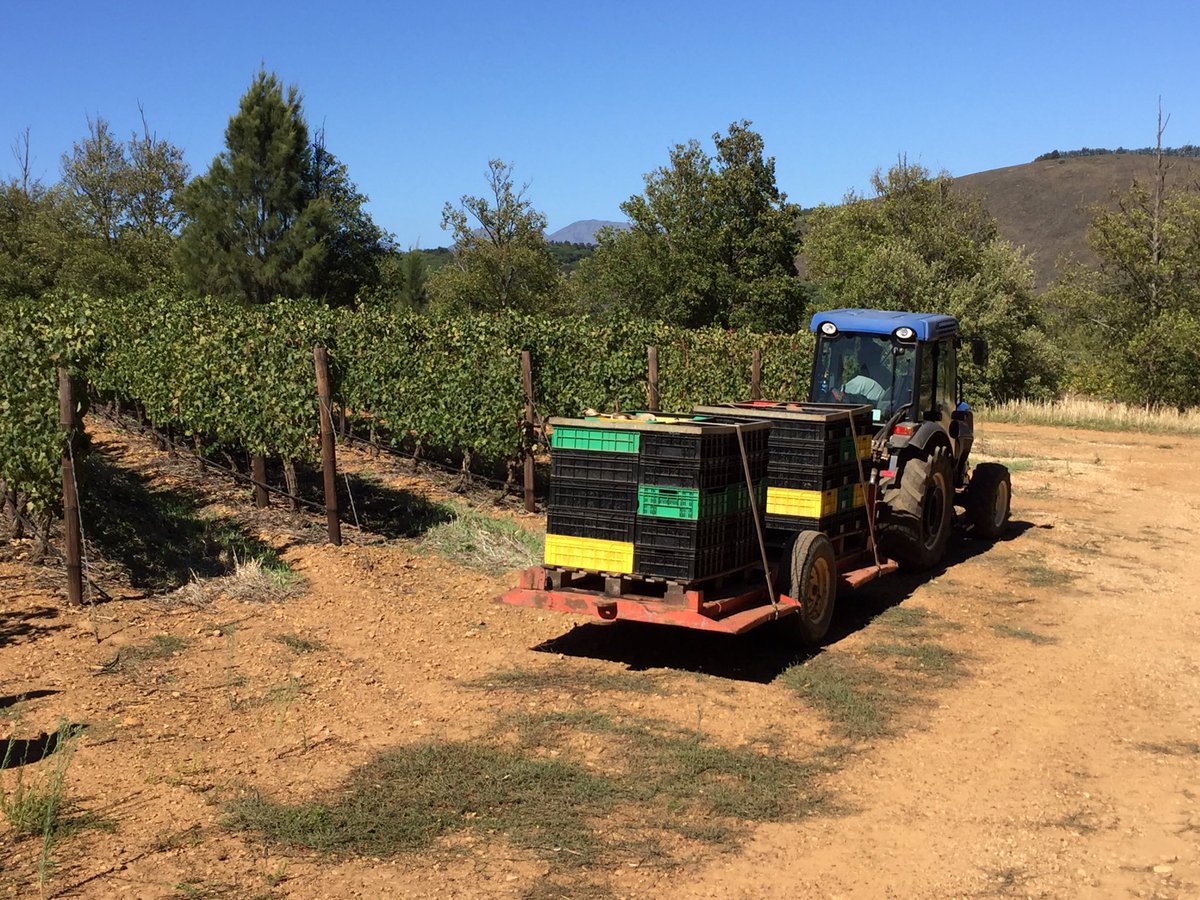 wynboerdwayne's tweet photo. That's harvest done for 2016 #RSAwine. Expecting great quality in a difficult season. https://t.co/v11S7EhWTR