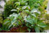 U_E_Design_TO's tweet photo. 11 Essential Herbs for Your Edible Garden #gardening #toronto #landscapedesign https://t.co/25cmvlU5ZO https://t.co/LugafVzal6